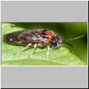 Mesoneura opaca - Blattwespe 01c 7mm.jpg